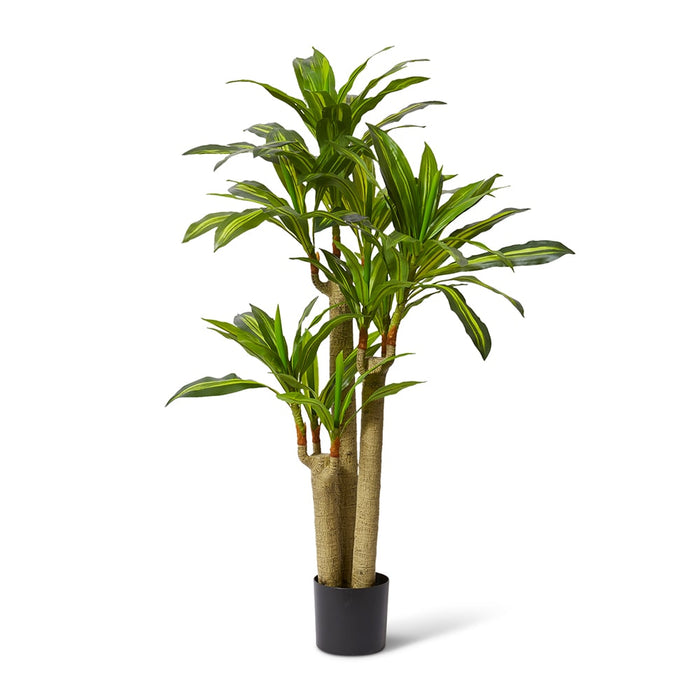 Dracaena Happy Plant - Yellow/Green, 155cm (H)