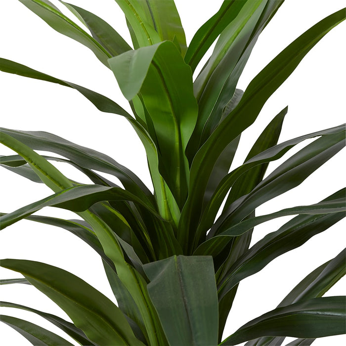Dracaena Plant - Green, 160cm (H)