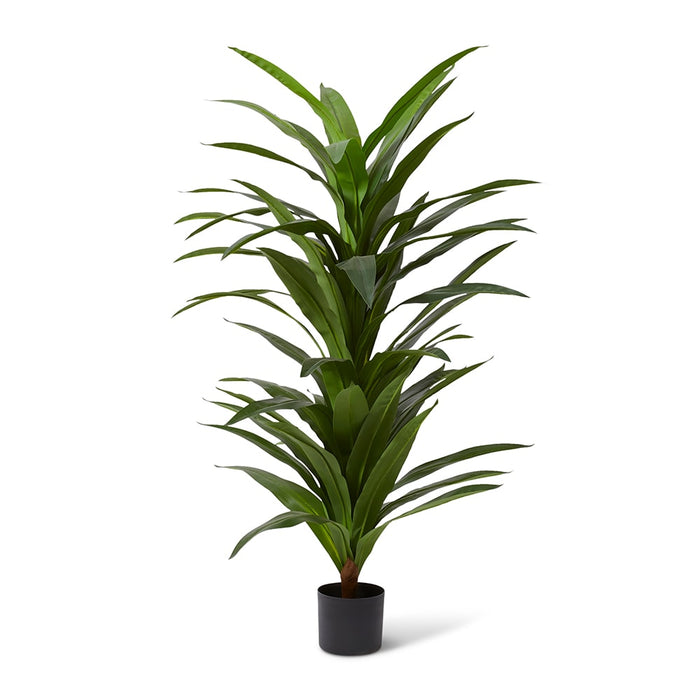 Dracaena Plant - Green, 160cm (H)