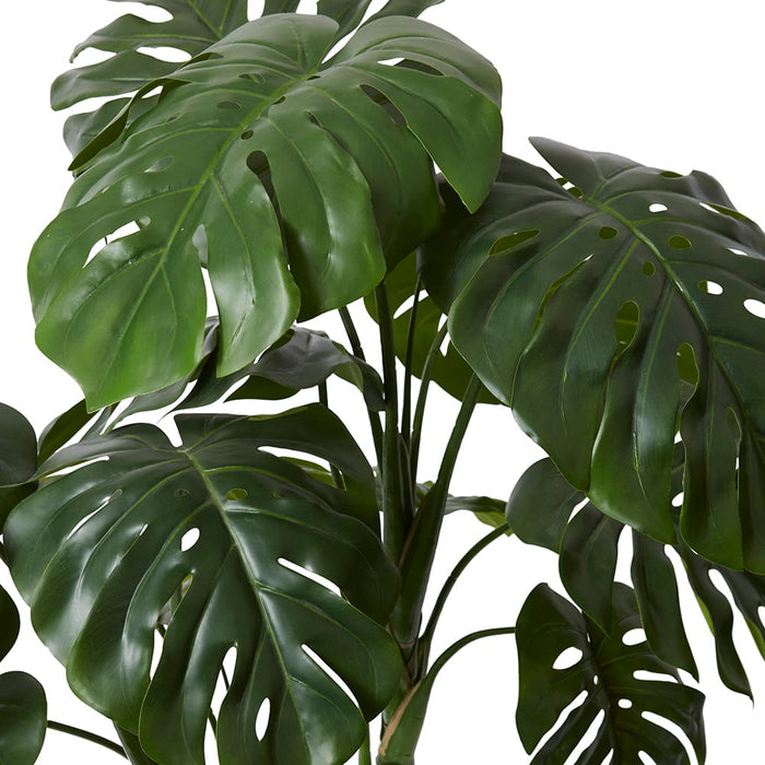 Monstera Plant - Green, 120cm (H)