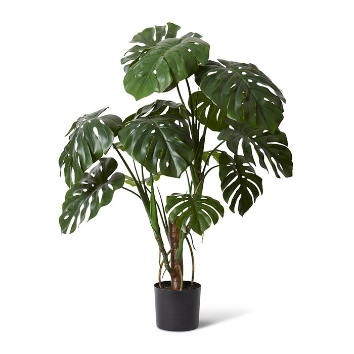 Monstera Plant - Green, 120cm (H)