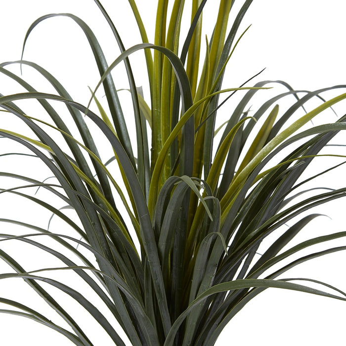 Yucca Plant Potted (Outdoor) - Green, 65cm (H)