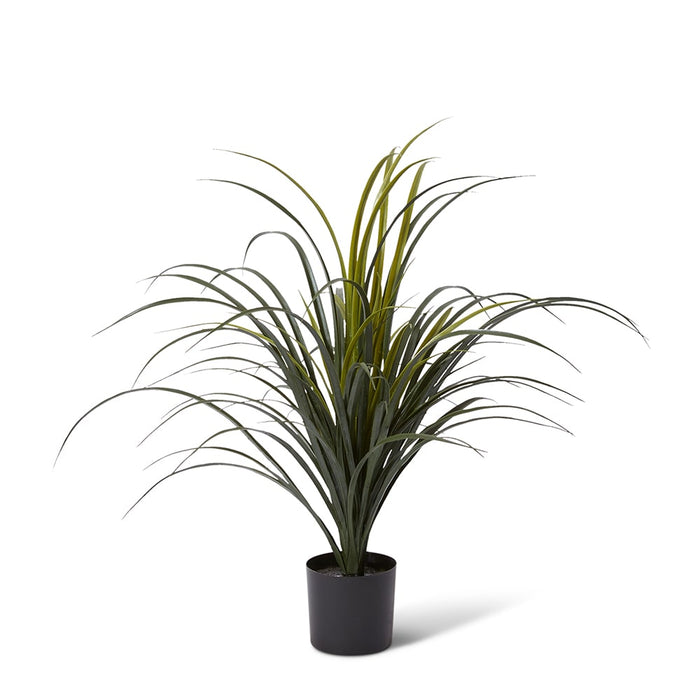 Yucca Plant Potted (Outdoor) - Green, 65cm (H)