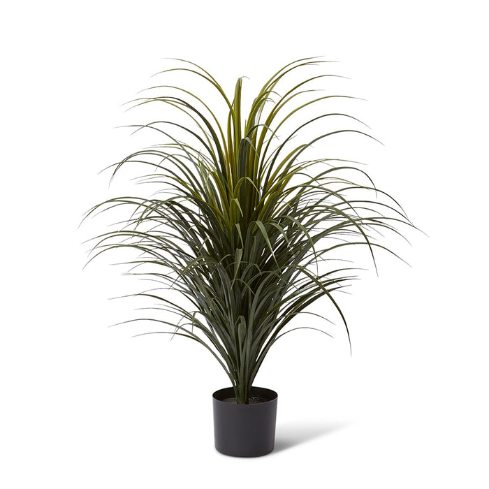 Yucca Plant Potted (Outdoor) - Green, 90cm (H)