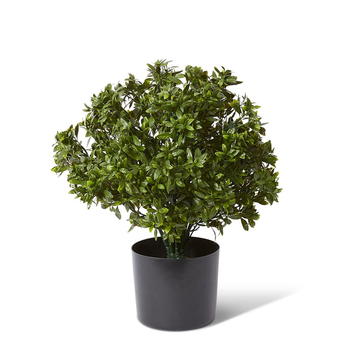 Topiary Hazel Leaf Potted (Out - Green, 51cm (H)