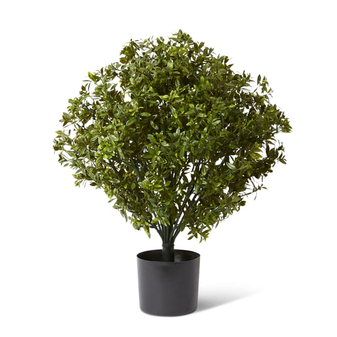 Topiary Hazel Leaf Potted (Outdoor) - Green, 76cm (H)