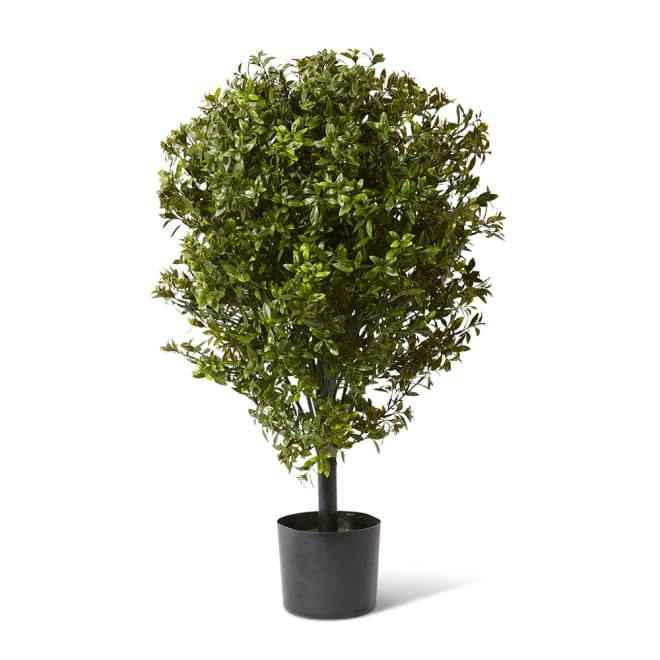 Topiary Hazel Leaf Potted (Outdoor) - Green, 91cm (H)