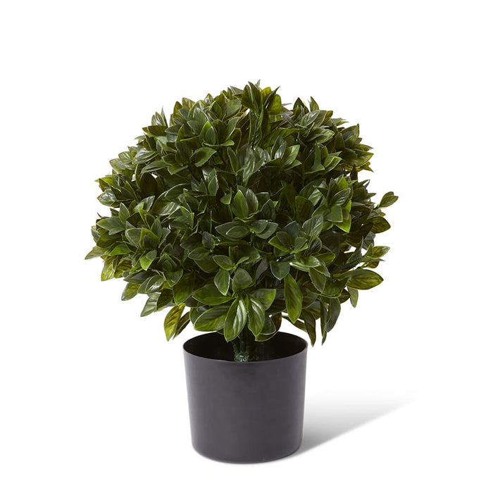 Topiary Gloxinia Potted (Outdo - Green, 51cm (H)