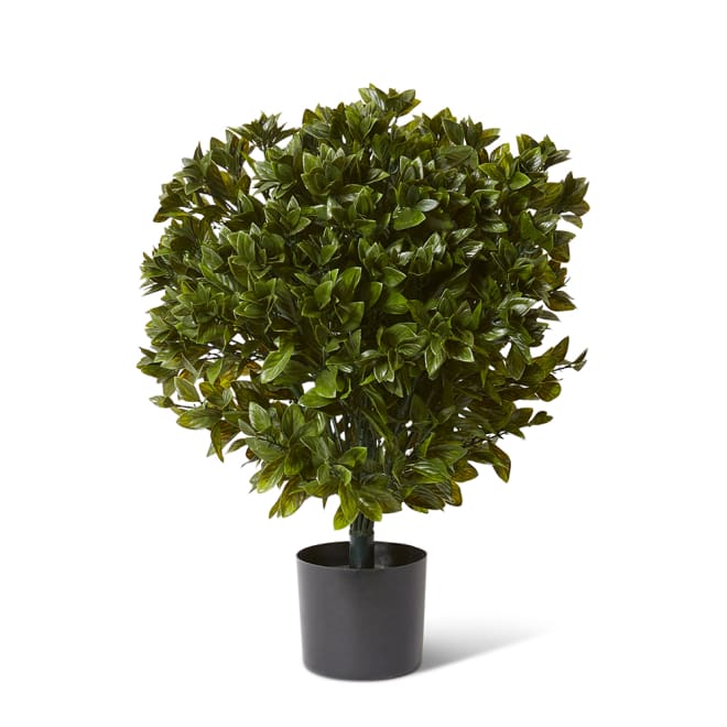 Topiary Gloxinia Potted (Outdoor) - Green, 76cm (H)