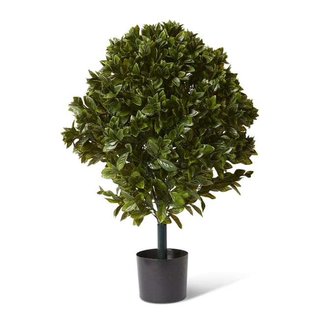 Topiary Gloxinia Potted (Outdoor) - Green, 91cm (H)