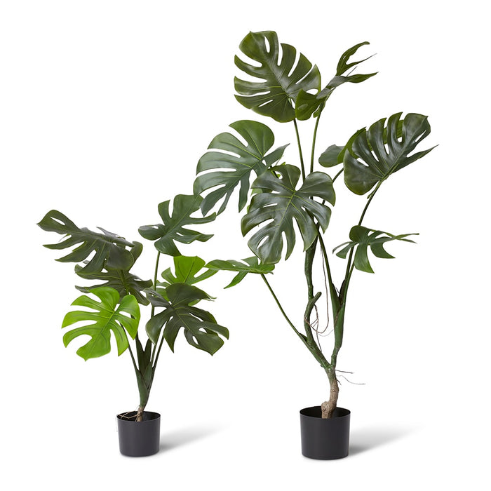 Monstera Vine Plant - Green, 125cm (H)