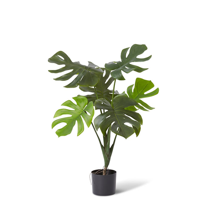 Monstera Vine Plant - Green, 80cm (H)