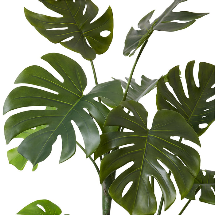 Monstera Vine Plant - Green, 125cm (H)