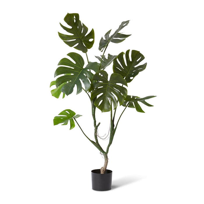 Monstera Vine Plant - Green, 125cm (H)