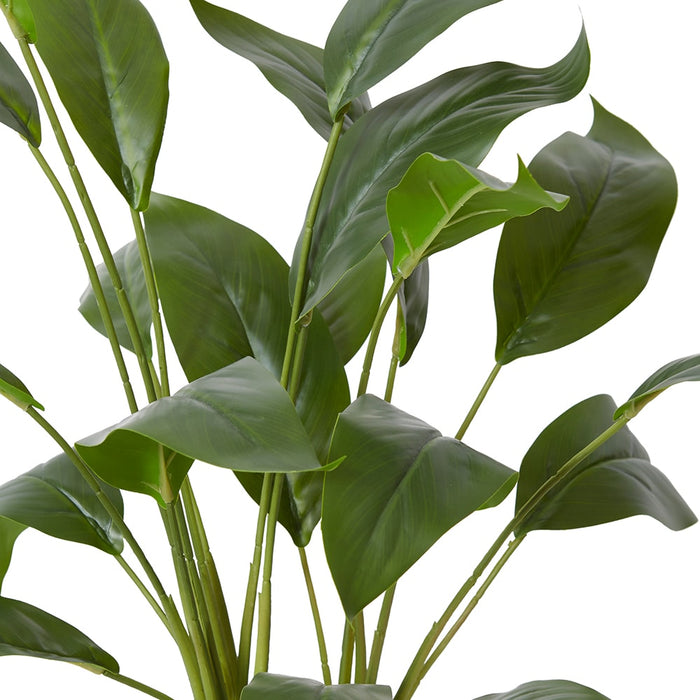 Cordyline Plant Potted - Green, 60cm (H)