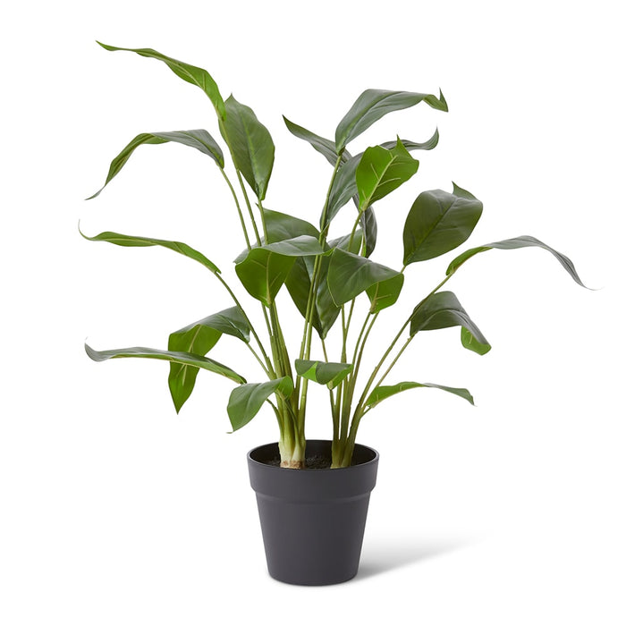 Cordyline Plant Potted - Green, 60cm (H)