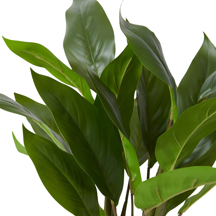 Lily Peace Plant Potted - Green, 47cm (H)