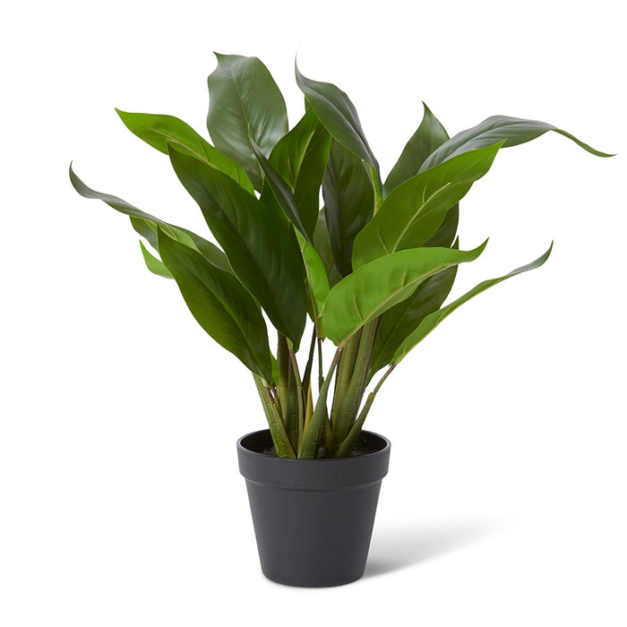 Lily Peace Plant Potted - Green, 47cm (H)