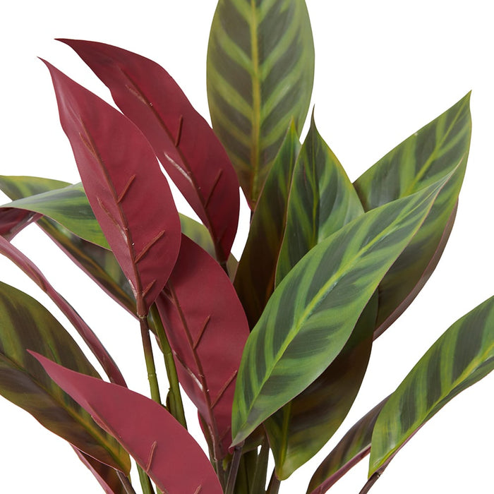 Calathea Zebra Plant Potted - Red/Green, 49cm (H)
