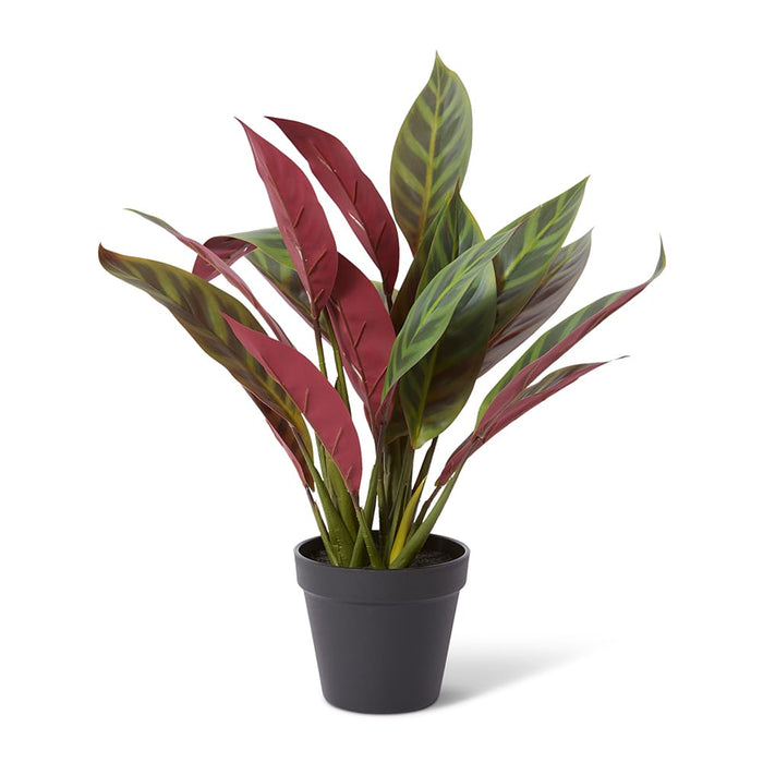 Calathea Zebra Plant Potted - Red/Green, 49cm (H)