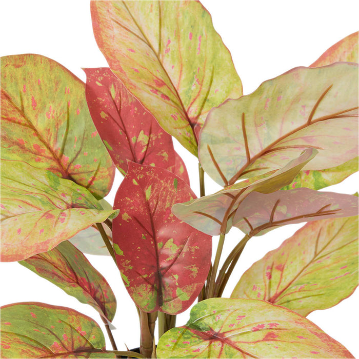Alaonema Plant Potted - Green/Red, 46cm (H)
