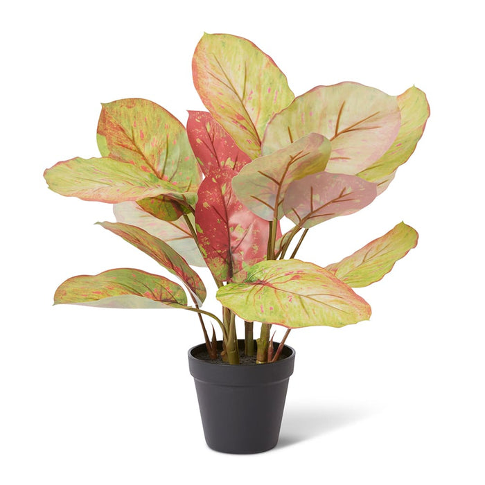 Alaonema Plant Potted - Green/Red, 46cm (H)