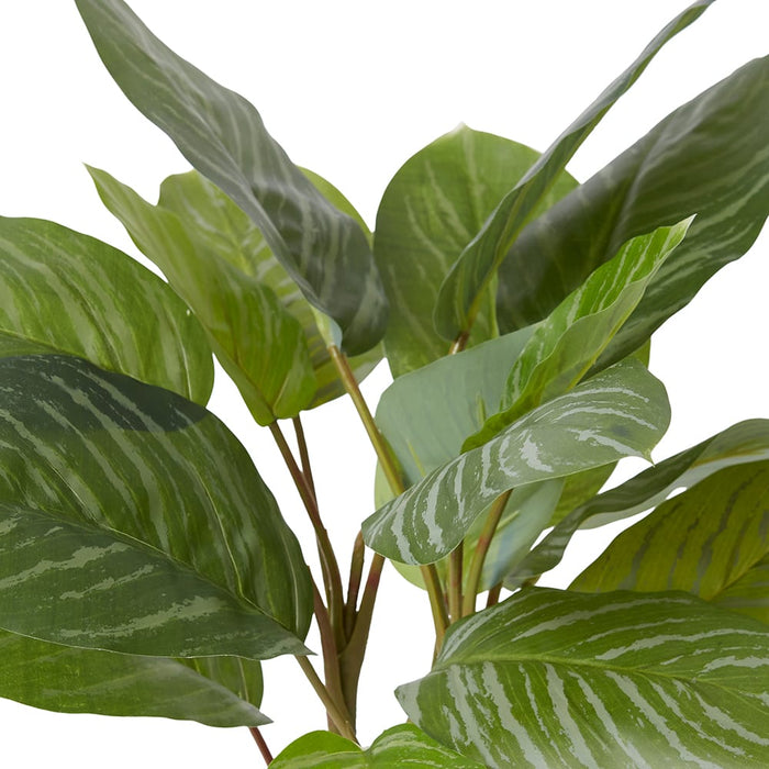 Alaonema Plant Potted - Green, 46cm (H)