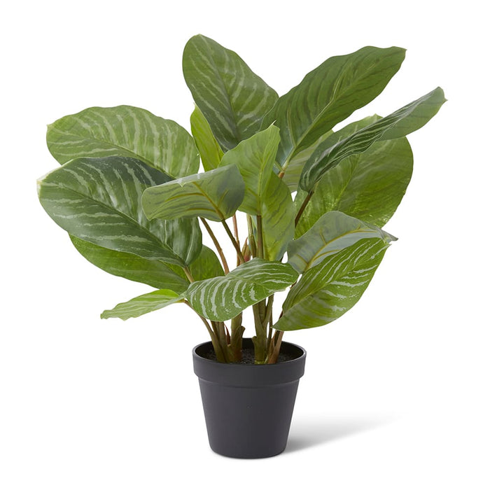 Alaonema Plant Potted - Green, 46cm (H)