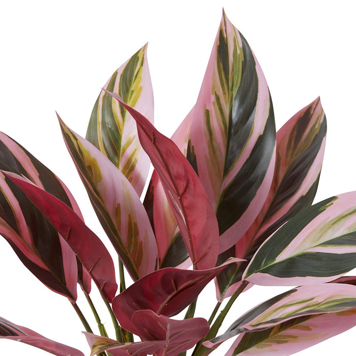 Calathea Plant Potted - Pink/Green, 40cm (H)