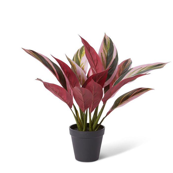 Calathea Plant Potted - Pink/Green, 40cm (H)