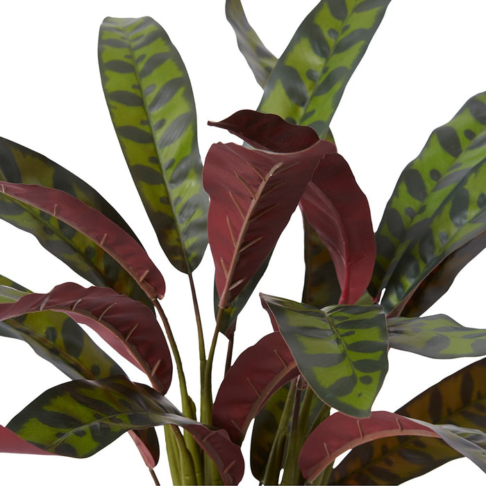 Calathea Zebra Plant Potted - Red/Green, 56cm (H)