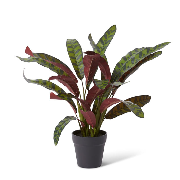Calathea Zebra Plant Potted - Red/Green, 56cm (H)