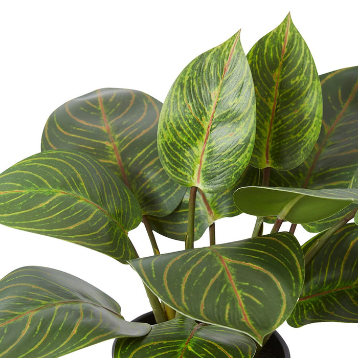 Philodendron Birkin Plant Pot - Green, 31cm (H)