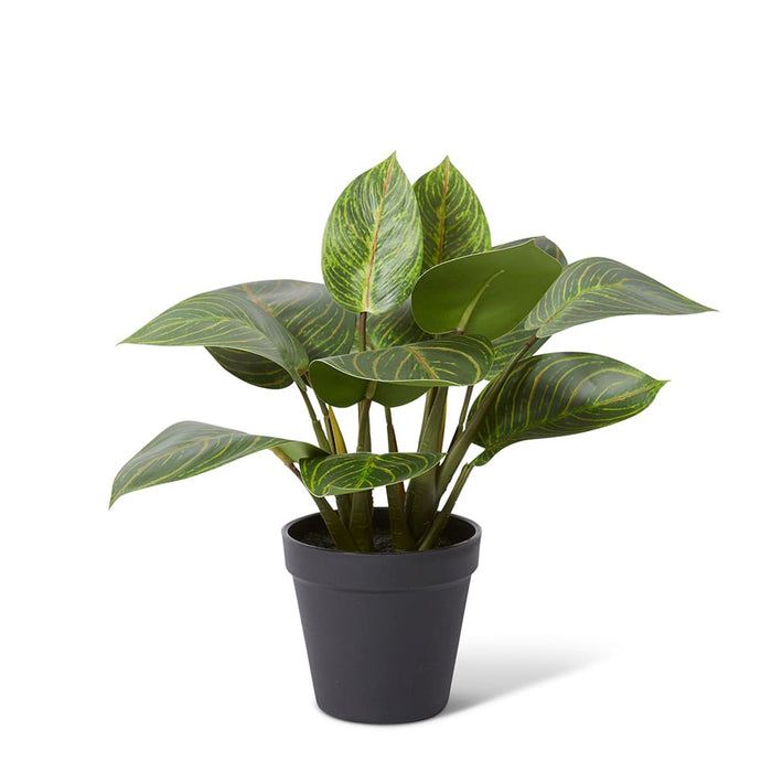 Philodendron Birkin Plant Pot - Green, 31cm (H)
