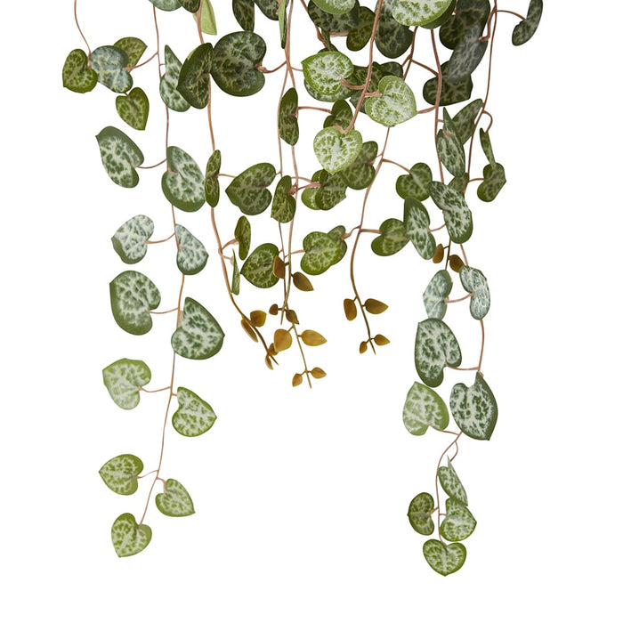 String of Hearts Plant Potted - Green, 44cm (H)