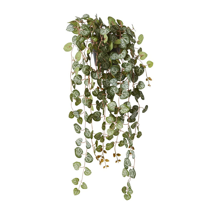 String of Hearts Plant Potted - Green, 44cm (H)
