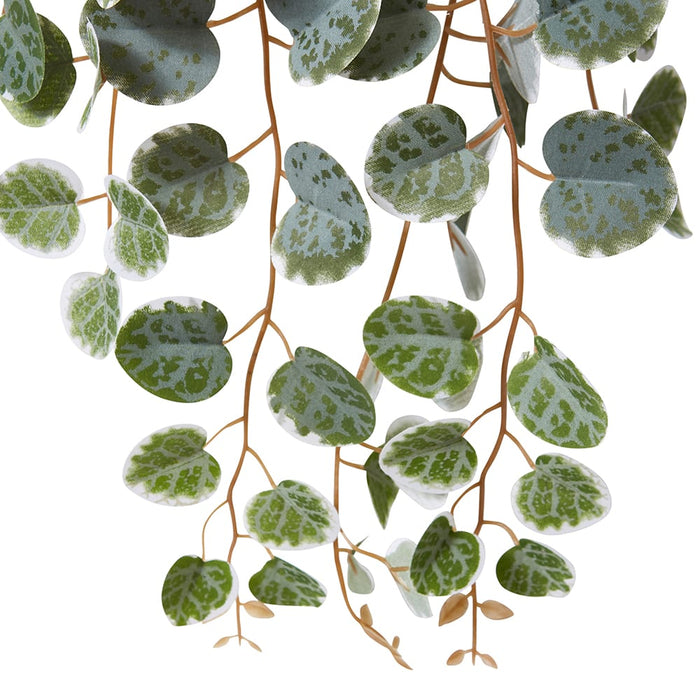 String of Hearts Plant Potted - Green, 38cm (H)