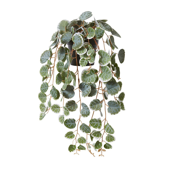 String of Hearts Plant Potted - Green, 38cm (H)