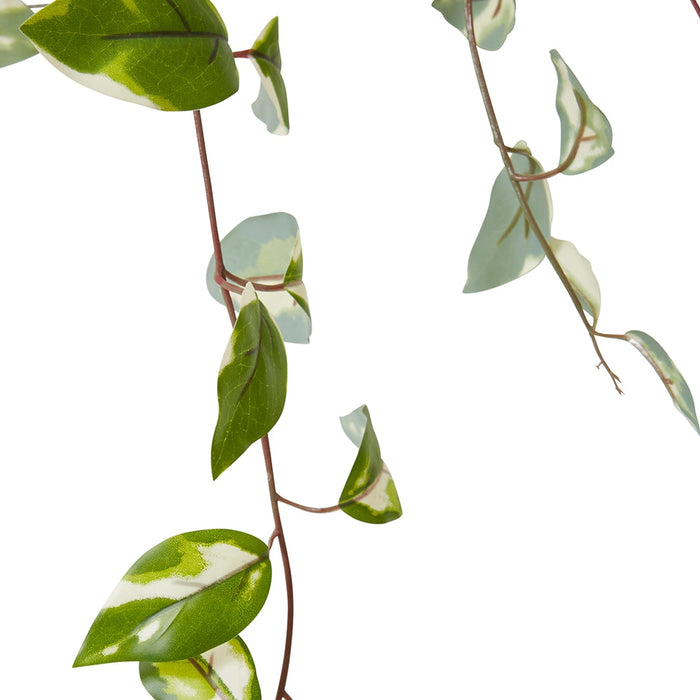 Hoya Plant Potted - Green, 56cm (H)