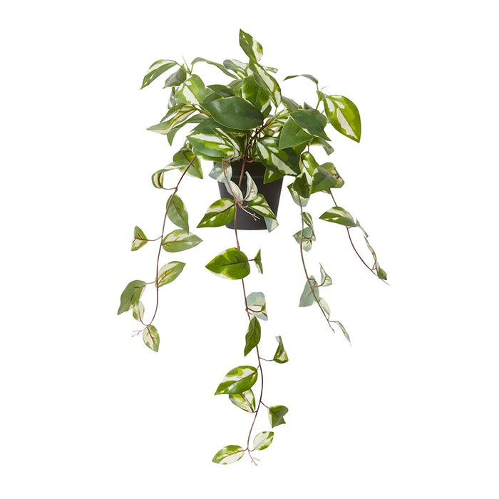 Hoya Plant Potted - Green, 56cm (H)