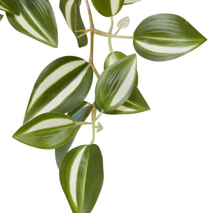 Wandering Jew Plant Potted - Green, 36cm (H)