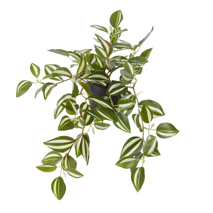 Wandering Jew Plant Potted - Green, 36cm (H)