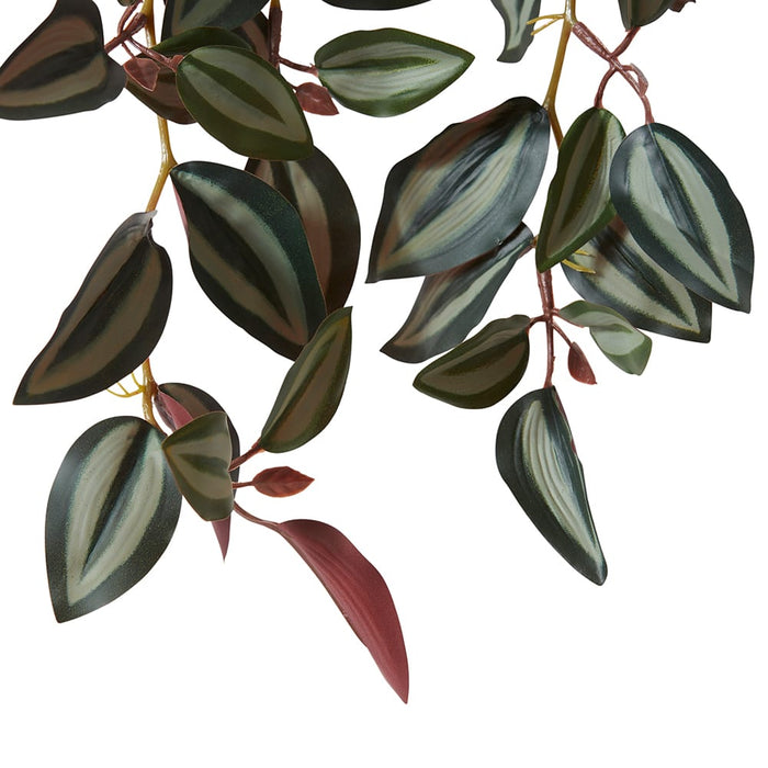 Wandering Jew Plant Potted - Red/Green, 36cm (H)