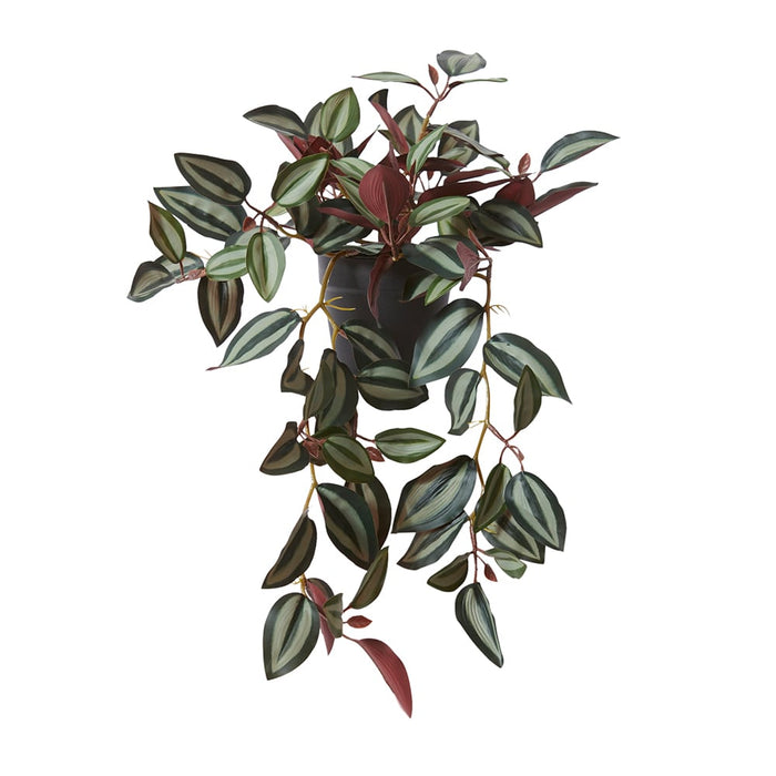 Wandering Jew Plant Potted - Red/Green, 36cm (H)