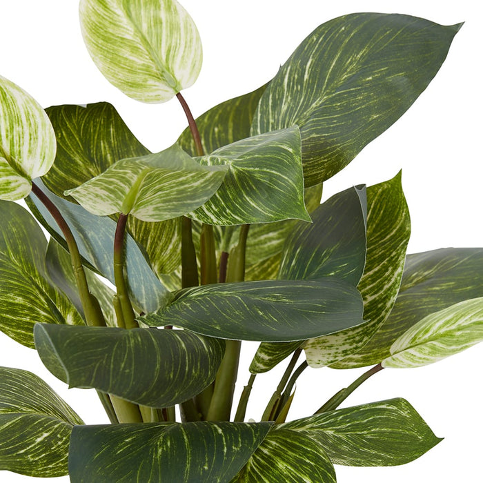 Philodendron Birkin Plant Pott - Green, 39cm (H)