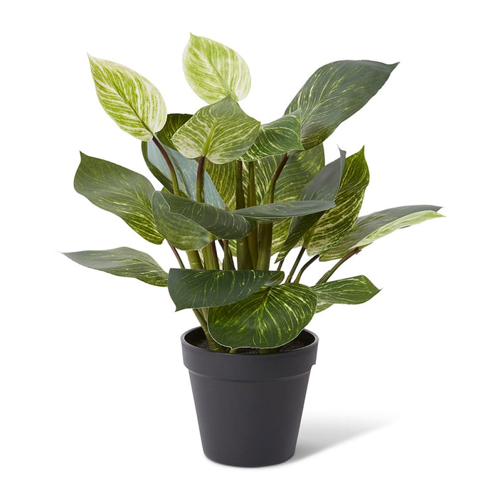 Philodendron Birkin Plant Pott - Green, 39cm (H)