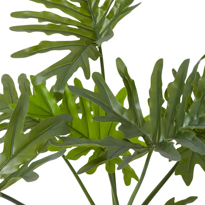 Split Philo Plant Potted - Green, 92cm (H)