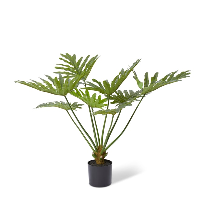 Split Philo Plant Potted - Green, 92cm (H)