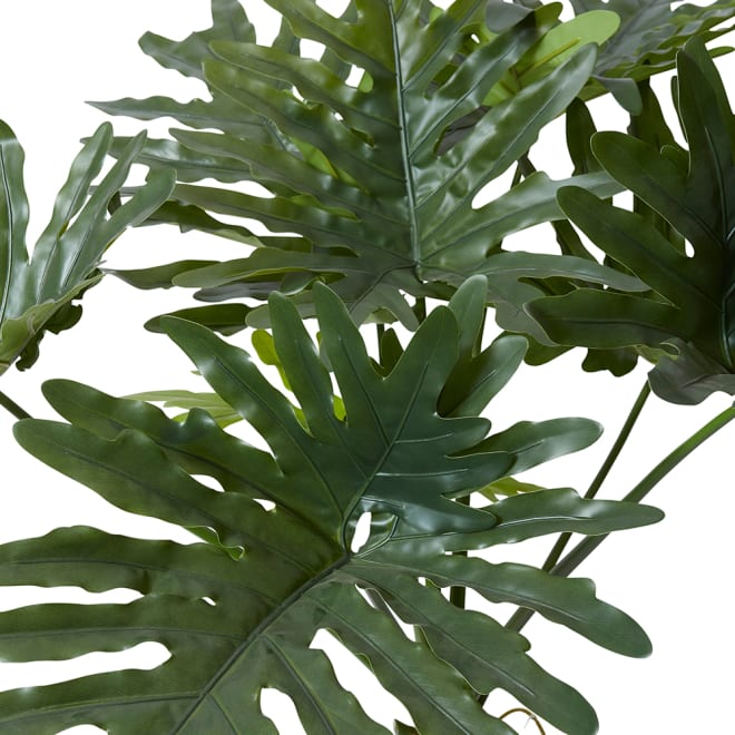 Split Philo Plant Potted - Green, 170cm (H)