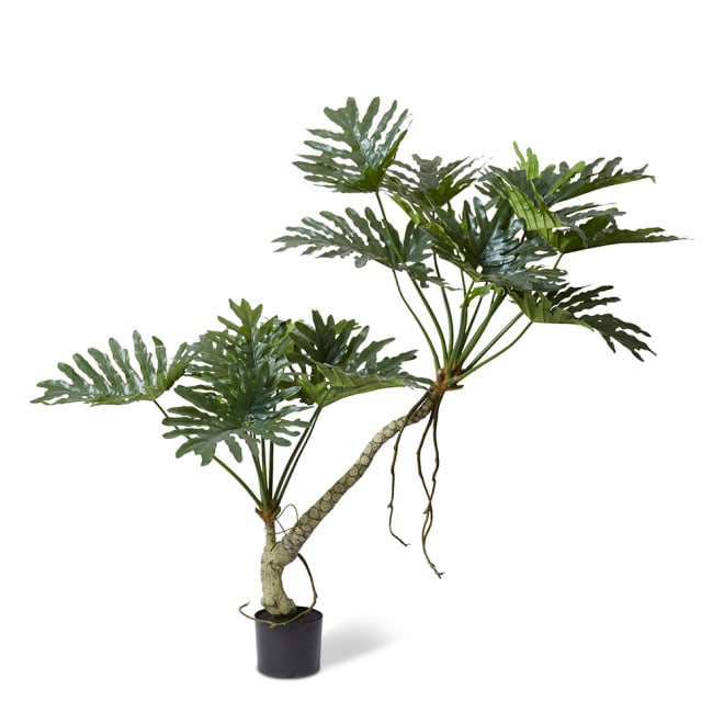 Split Philo Plant Potted - Green, 170cm (H)
